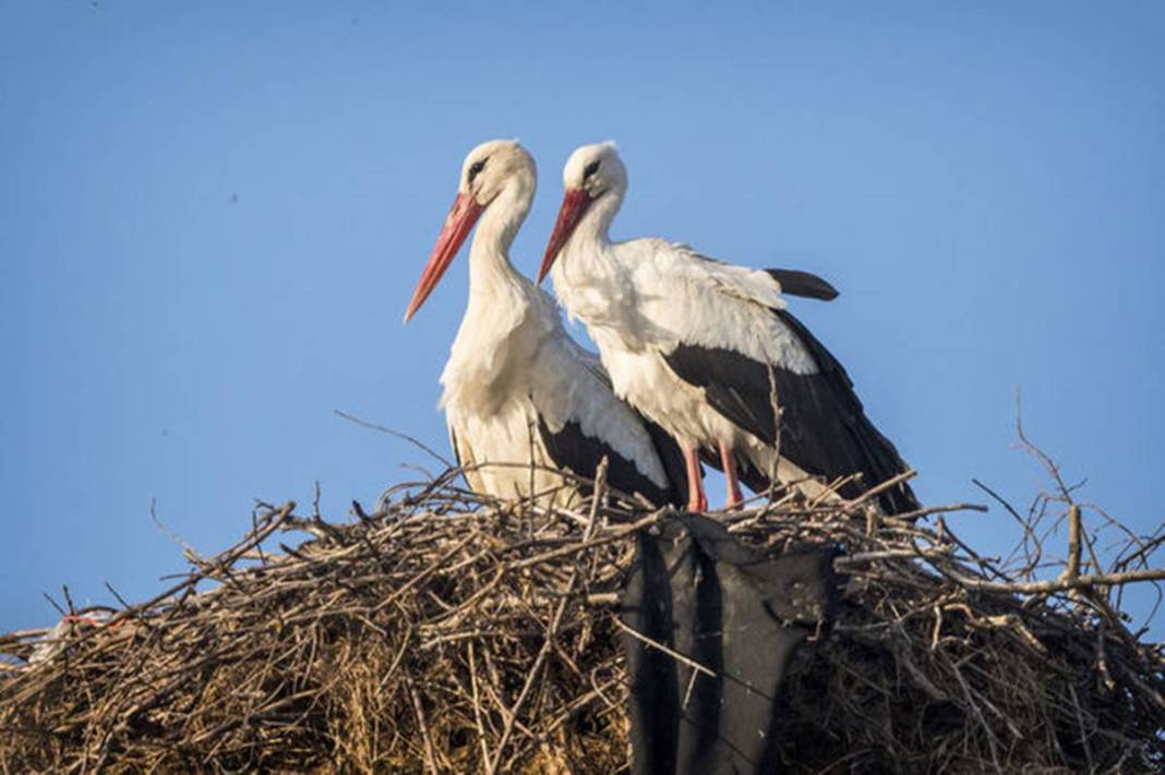 Artık bu zahmete girmiyorlar bile! Doğanın dengesinin bozulduğunun en büyük ispatı gibi... 6